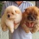 Chow Chow Puppies for sale in Virginia Beach, VA, USA. price: NA
