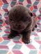 Chow Chow Puppies for sale in Keenesburg, CO 80643, USA. price: $750