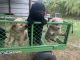 Chow Chow Puppies for sale in New Caney, TX 77357, USA. price: NA