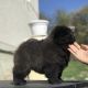 Chow Chow Puppies for sale in Missouri City, TX, USA. price: $600