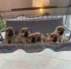 Chow Chow Puppies for sale in Queens, NY, USA. price: $300