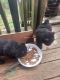 Chow Chow Puppies for sale in 2052 Cummins Mill Rd, Cookeville, TN 38501, USA. price: $400