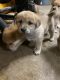 Chow Chow Puppies for sale in Houston, TX, USA. price: $100