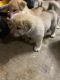 Chow Chow Puppies for sale in Houston, TX, USA. price: $100