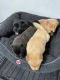 Chow Chow Puppies for sale in Los Angeles, CA, USA. price: $1,500
