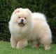 Chow Chow Puppies for sale in Boston, MA, USA. price: $2,000