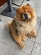 Chow Chow Puppies for sale in Jalandhar, Punjab, India. price: 20000 INR