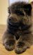 Chow Chow Puppies for sale in Lancaster, CA, USA. price: $1,500