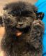 Chow Chow Puppies for sale in Lancaster, CA, USA. price: NA