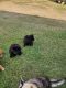Chow Chow Puppies for sale in Holly, LA 71032, USA. price: $60,000