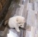 Chow Chow Puppies for sale in San Antonio, TX, USA. price: $1,400