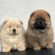 Chow Chow Puppies for sale in Sacramento County, CA, USA. price: NA
