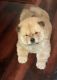 Chow Chow Puppies for sale in Indore, Madhya Pradesh, India. price: 40000 INR