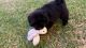 Chow Chow Puppies for sale in Houston, TX, USA. price: $500