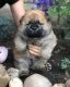 Chow Chow Puppies for sale in New Yorkweg, 1334 NA Almere, Netherlands. price: 400 EUR