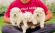 Chow Chow Puppies for sale in Pune, Maharashtra, India. price: 45000 INR