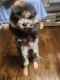 Chow Chow Puppies for sale in Omaha, NE, USA. price: NA