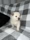 Chow Chow Puppies for sale in Norman, OK, USA. price: NA