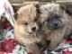 Chow Chow Puppies for sale in Apple Valley, CA, USA. price: $1,800