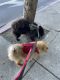 Chow Chow Puppies for sale in San Francisco, CA, USA. price: $1