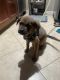 Chow Chow Puppies for sale in San Diego, CA 92115, USA. price: NA