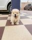 Chow Chow Puppies for sale in CA-99, Los Molinos, CA, USA. price: $5,000