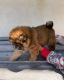 Chow Chow Puppies for sale in United Kingdom Dr, Austin, TX 78748, USA. price: $7,000