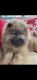 Chow Chow Puppies for sale in Florence, SC, USA. price: $500