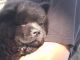 Chow Chow Puppies for sale in Hilo, HI 96720, USA. price: $250,000