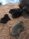Chow Chow Puppies for sale in Shannon, MS 38868, USA. price: $600