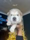 Chow Chow Puppies for sale in Rochester Hills, MI, USA. price: $1,200