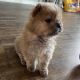 Chow Chow Puppies for sale in 1312 Jessica St, Elizabeth City, NC 27909, USA. price: $250