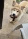 Chow Chow Puppies for sale in Shreveport, LA, USA. price: $400
