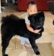 Chow Chow Puppies for sale in Dayton, OH, USA. price: $1