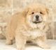 Chow Chow Puppies for sale in Orlando, FL, USA. price: $700