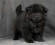 Chow Chow Puppies for sale in Florida St, San Francisco, CA, USA. price: NA
