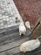 Chow Chow Puppies for sale in Lake Wales, FL, USA. price: $400
