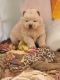 Chow Chow Puppies for sale in Mannford, OK, USA. price: $100,000