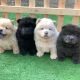 Chow Chow Puppies for sale in Manila, Metro Manila, Philippines. price: 10000 PHP