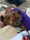 Chow Chow Puppies for sale in Leona Valley, CA 93551, USA. price: $700