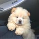 Chow Chow Puppies for sale in Hilversum Pl, Indianapolis, IN 46202, USA. price: NA