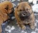 Chow Chow Puppies for sale in Fairport, NY 14450, USA. price: NA