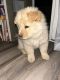 Chow Chow Puppies for sale in Mesa, AZ, USA. price: NA