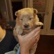 Chow Chow Puppies for sale in Dallas, GA, USA. price: NA