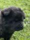 Chow Chow Puppies for sale in Edmonds, WA, USA. price: $2,000
