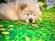 Chow Chow Puppies for sale in Laton, CA, USA. price: $3,250
