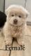 Chow Chow Puppies for sale in Greeley, CO, USA. price: NA