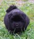 Chow Chow Puppies for sale in Olivehill, TN 38475, USA. price: NA