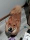 Chow Chow Puppies for sale in Branson, MO 65616, USA. price: NA