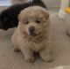 Chow Chow Puppies for sale in Miami, FL, USA. price: $900